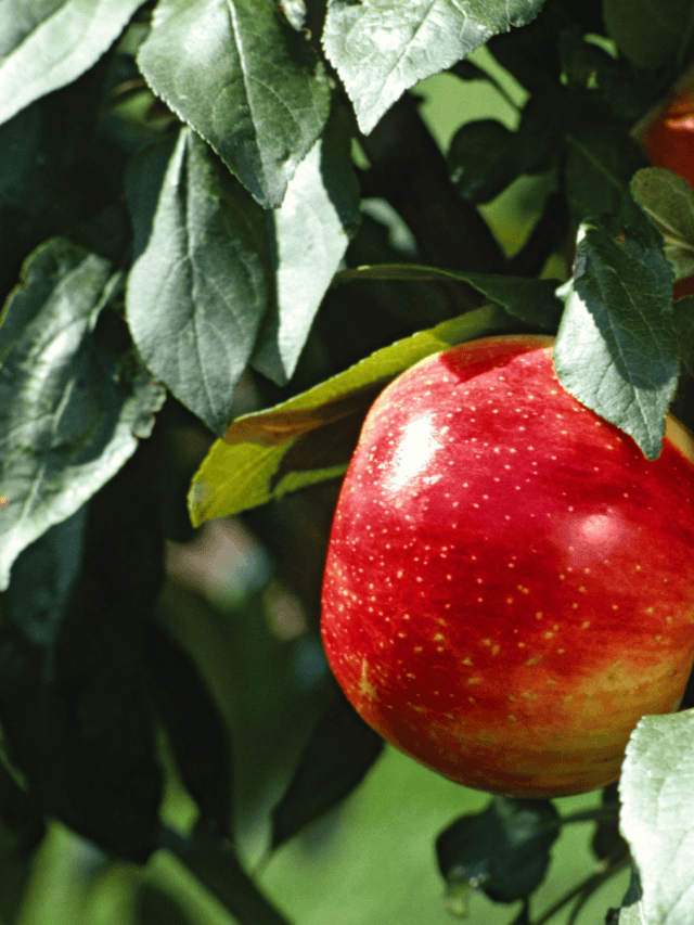Are Apples Good for You? 7 Health Benefits