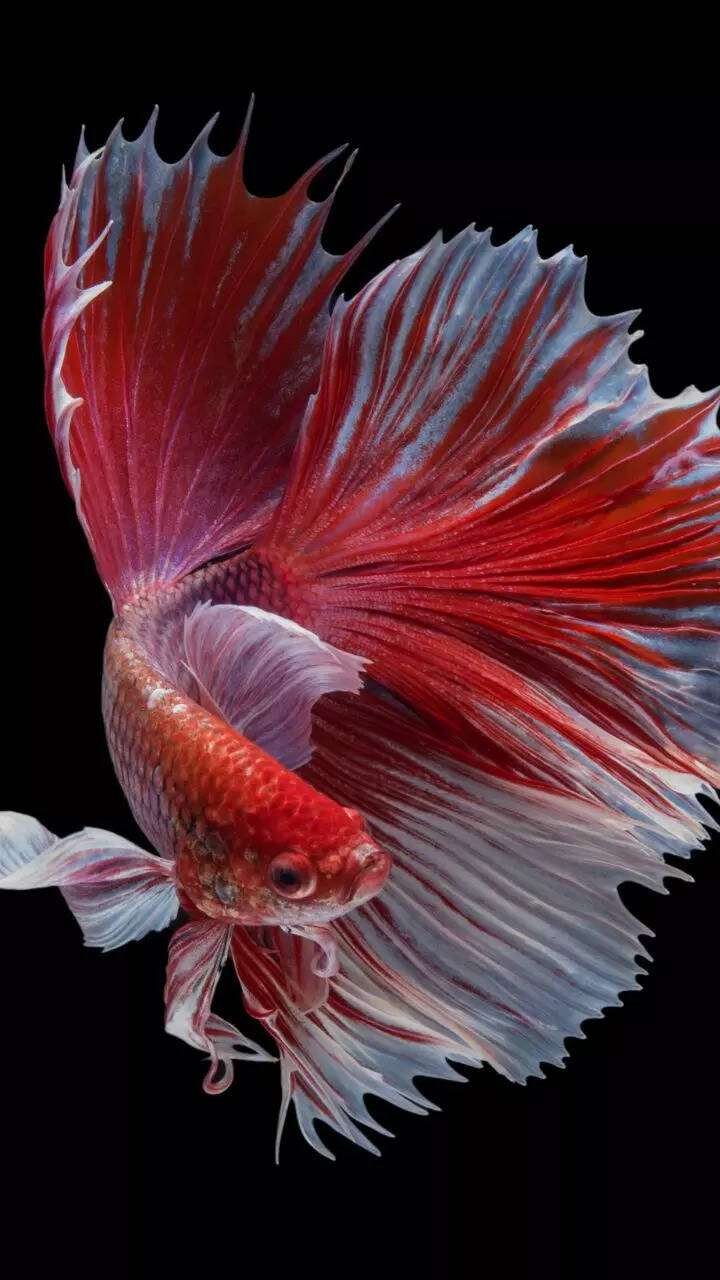 You are currently viewing 10 most beautiful freshwater aquarium fish for beginners